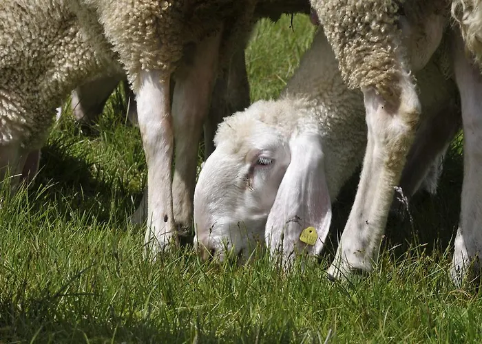 فندق مبيت وإفطار Haus Elisabeth نيوستيف ام ستوبيتا