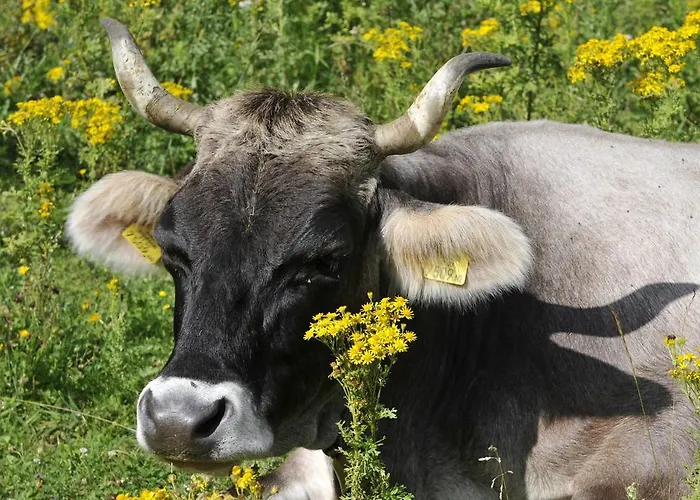 Haus Elisabeth فندق مبيت وإفطار نيوستيف ام ستوبيتا