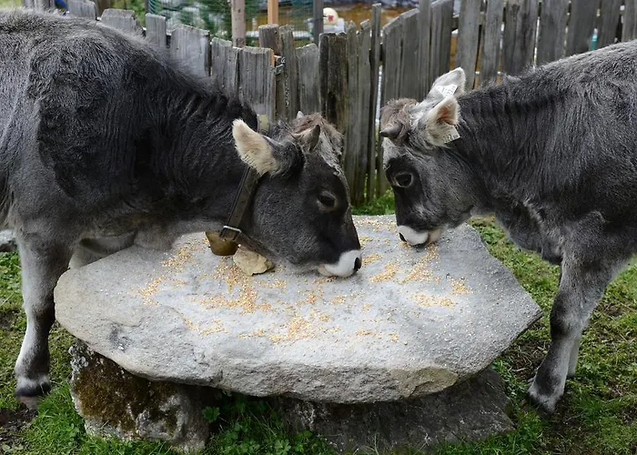 فندق مبيت وإفطار Haus Elisabeth 3*