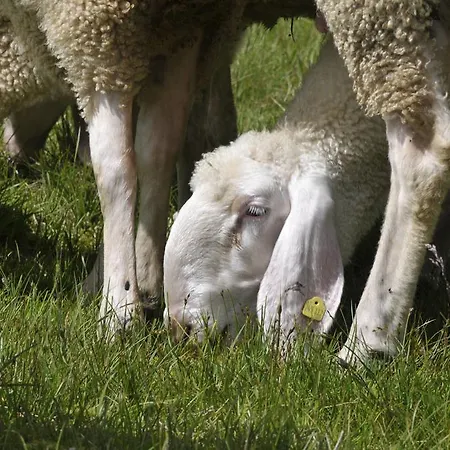 Bed & Breakfast Haus Elisabeth Neustift im Stubaital