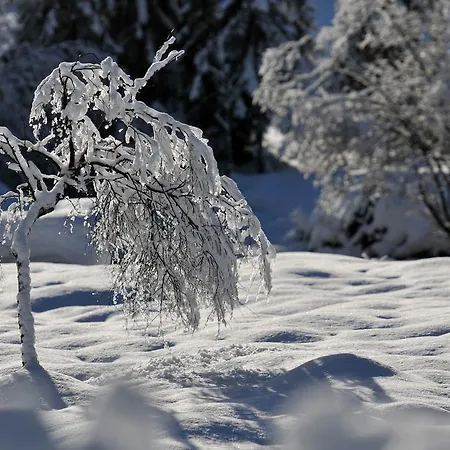 Bed & Breakfast Haus Elisabeth 3*